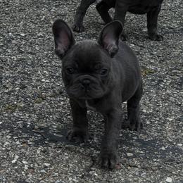 Blue boy - Blue male French Bulldog puppy in Capac, Michigan from Puddles Palace Puppies