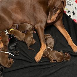 Female 3 - Red and rust female Doberman Pinscher puppy in Lake City, Florida from Paintedcrazy Doberman Pinchers