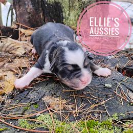 Girl 1 - Black tri female Miniature Australian Shepherd puppy in Kettle Falls, Washington from Ellie's Miniature Australian Shepherds