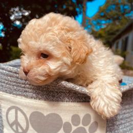 Cloud - Cream male Russian Tsvetnaya Bolonka puppy in Burnsville, North Carolina from Gentle Power