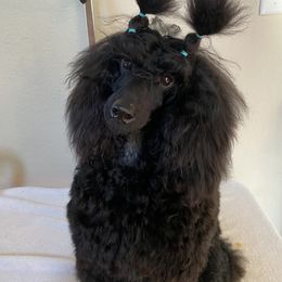 Poodle Puppies from Kalein Show Dogs