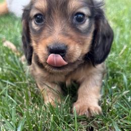 Graham - Cream male Dachshund puppy in Salem, Oregon from Longdox Mini Dachshunds