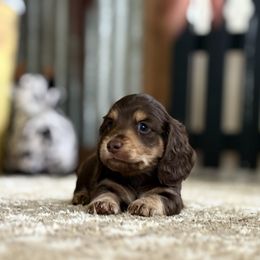 Cal - Chocolate and tan male Dachshund puppy in California from Ranch Hand Weenies