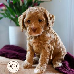 Australian Labradoodle puppies from Clinch River Labradoodles