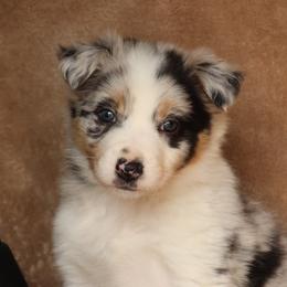 Jag - AKC Reg Blue Merle - Blue merle male Border Collie puppy in Courtland, Alabama from C Bar C Ranch Border Collies