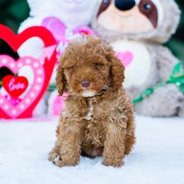Teddy - Apricot male Poodle puppy in Fort Myers, Florida from Blossom Paws