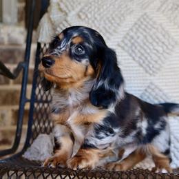 Boy 1 - Dapple male Dachshund puppy in Pontotoc, Mississippi from Doubletake Doodles & Dachshunds