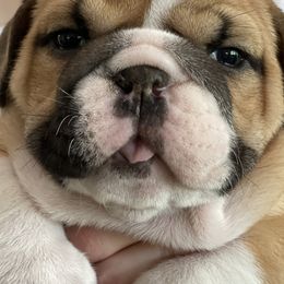 Bulldogs and French Bulldogs from Rathbone Bulldogs
