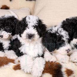 Assorted Doodle Crosses, Aussiedoodles, Bernedoodles, Cavapoos, Goldendoodles, and Sheepadoodles from Happy Top Doodles