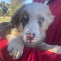 Rusty - Blue merle male Australian Shepherd puppy in Oroville, California from Puppy Love Ranch Mini Aussies