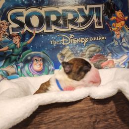 Trouble - Brindle and white male Boston Terrier puppy in Tazewell, Tennessee from Legacy Bostons and Goldendoodles