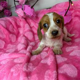 Lindsey - Piebald female Dachshund puppy in Lake City, Florida from My Ditzy Doxies of Florida