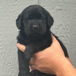 Tansy - Black female Labrador Retriever puppy in Clinton, New York from Skyline Hill Labradors