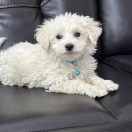 Clover (blue collar) - White male Maltipoo puppy in Lancaster, Kentucky from Dream Paws Puppies, LLC