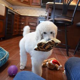 Poodle Puppies from D and D Standard Poodles