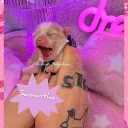 Samantha - Merle female Chihuahua puppy in Aniwa, Wisconsin from Jackson Chihuahuas