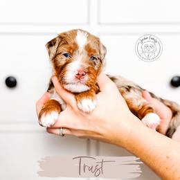 Trust - Chocolate merle male Bernedoodle puppy in Mahomet, Illinois from Jordan Family Doodles