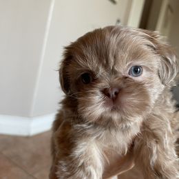 Jenny - Lilac female Shih Tzu puppy in Oak Hills, California from High Desert  Shih Tzu