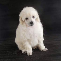Poodle Puppies from Adagio Toy Poodles