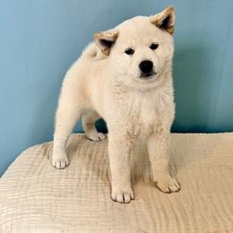 Izaiah - Cream male Shiba Inu puppy in Trenton, Nebraska from Prairie Shibas