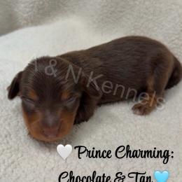 Prince Charming - Chocolate and tan male Dachshund puppy in Brandon, Mississippi from A & N Kennels