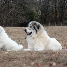 Great Pyrenees and Leonberger Puppies from Easter Acres