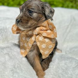 Aussiedoodle and Bernedoodle Puppies from Magnolia Grove Farms