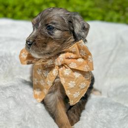 Aussiedoodle and Bernedoodle Puppies from Magnolia Grove Farms