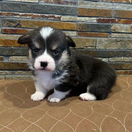 Boy 4 - Black and tan male Pembroke Welsh Corgi puppy in Visalia, California from VIP Stables