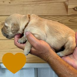 Franklin (Brown) - Golden male Golden Retriever puppy in Cadillac, Michigan from K & M Golden Retrievers