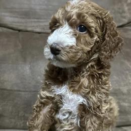 Poodle Puppies from Blessed Acres Miniature Poodles