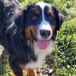 Tate aka Tater - Bernese Mountain Dog