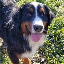 Tate aka Tater - Bernese Mountain Dog
