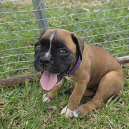 Miss Lilac - Fawn female Boxer puppy in Prairieville, Louisiana from Puppy Patch