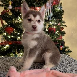 AKC River - Red and white female Siberian Husky puppy in Cedarville, Ohio from Evereve Kennels