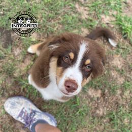 Australian Shepherd and Miniature Australian Shepherd Puppies from Integrity Aussies Tx