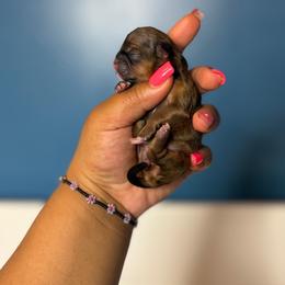 Runt girl 3 - Sable female Shih Tzu puppy in Roseville, Michigan from Diamond Paws LLC