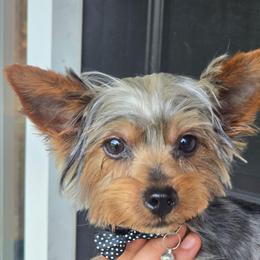 Ezra - Black and tan male Yorkshire Terrier puppy in Aiken, South Carolina from Yorkshires Yorkies