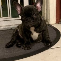 French Bulldog Puppies from Monarchy's Finest French Bulldogs