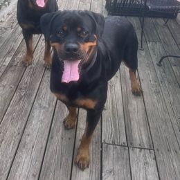 Nova - Rottweiler