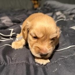 Boss hog - Cream male Dachshund puppy in Wesley Chapel, Florida from Russell Lee Overton
