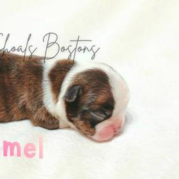 Caramel - Brindle and white female Boston Terrier puppy in Lead Hill, Arkansas from Bull Shoals Bostons
