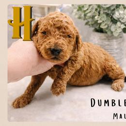Dumbledore - Red  male Goldendoodle puppy in Hilton, New York from The House of Goldendoodle