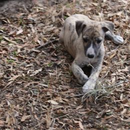 Whippet Puppies from Wise Heart Whippets