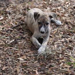 Whippet Puppies from Wise Heart Whippets