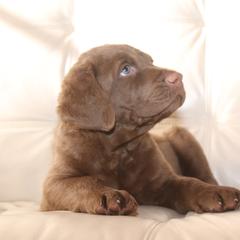 Chesapeake Bay Retriever Puppies from Colorado River Retrievers