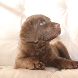 Chesapeake Bay Retriever Puppies from Colorado River Retrievers