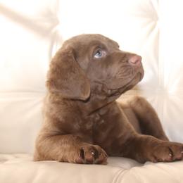 Chesapeake Bay Retriever Puppies from Colorado River Retrievers