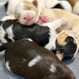 Havanese Puppies from PNW Havanese