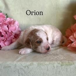 Orion - Apricot male Cavapoo puppy in Sun City, Arizona from AZ Cavapoos